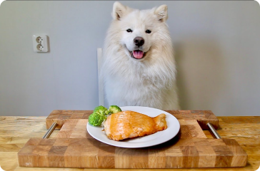 L&rsquo;alimentation des chiens : ce qu&rsquo;il faut savoir