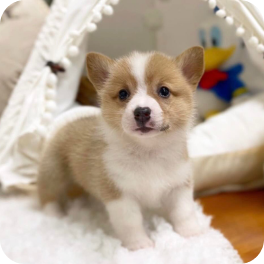 Pembroke Corgi Cream