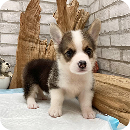 Pembroke Corgi Tricolor